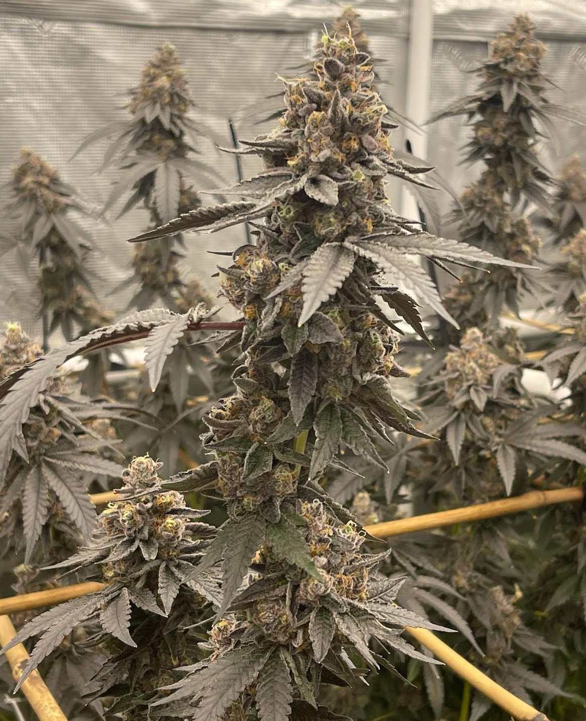 Pax Genetix - Critical 2.0 Auto fem. 3+1 Samen – Bild 2