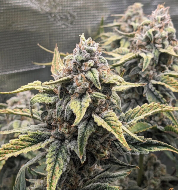 Pax Genetix - Forbidden Fruit Auto fem. 3+1 Samen – Bild 4