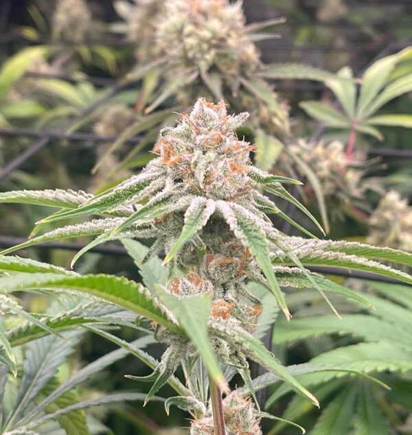 Pax Genetix - Forbidden Fruit Auto fem. 3+1 Samen – Bild 2