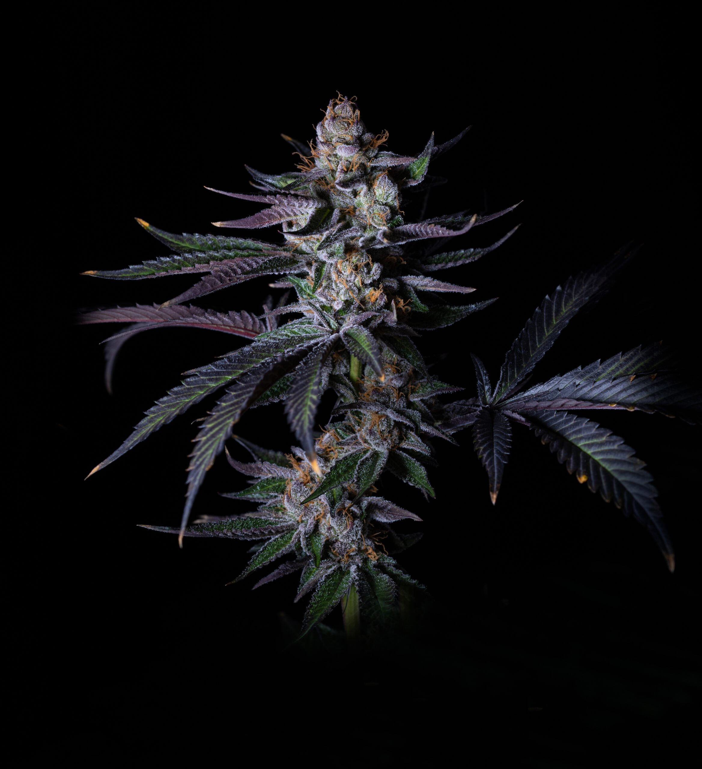 Grateful Seeds - Satzuma Revenge 3 Samen (Feminized)