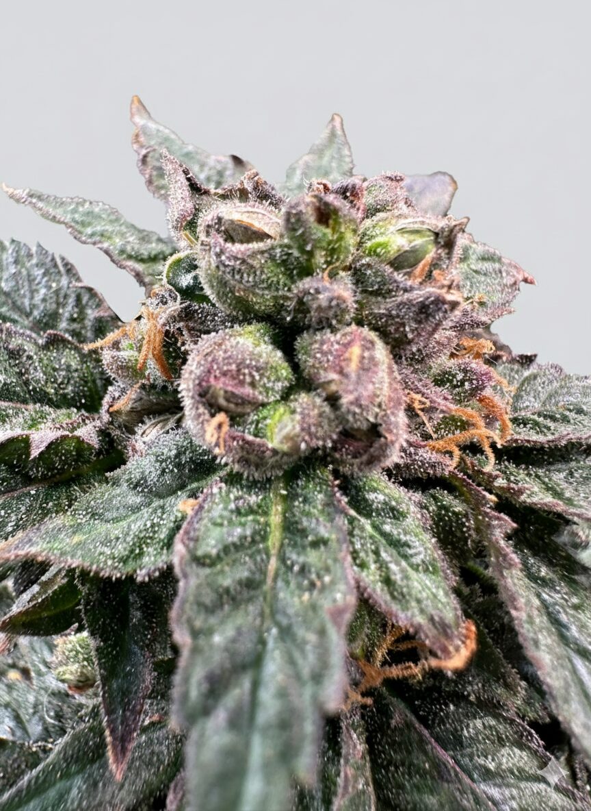 Grateful Seeds - Bro Science 3 Samen (Feminized)