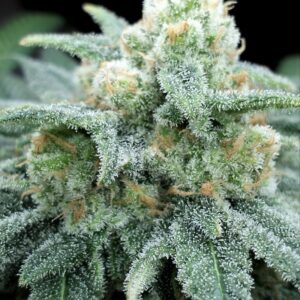 Grateful Seeds - Electric Koolaid 5+2 Samen (Feminized)