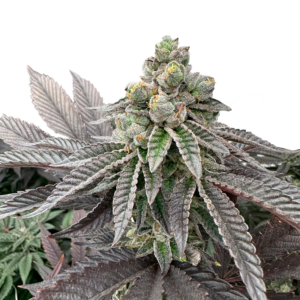 Grateful Seeds - Honey Pam 3 Samen (Feminized)