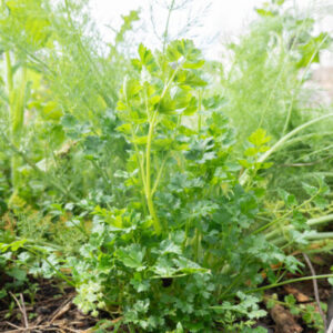 Petersilie Flat Leaf – Glatte Petersilie Samen 2g