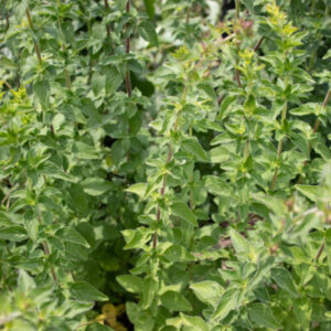 Oregano Samen