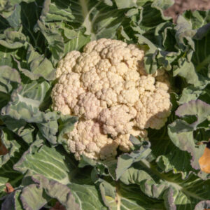 Goodman Blumenkohlsamen 200 Samen