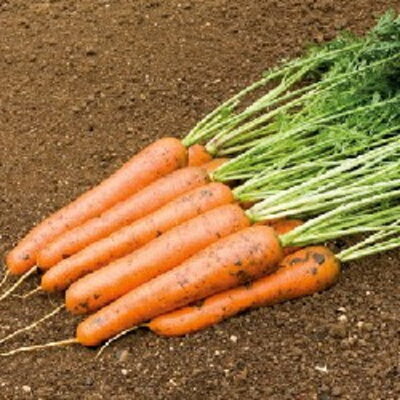 Rodelika Karottensamen 4g