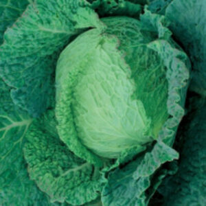 Aubervilliers Wirsingkohlsamen 200 Samen