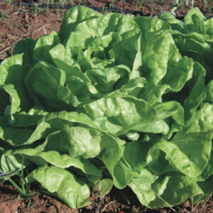 Kopfsalat May Queen (Reine de Mai) Samen 1g