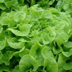 Eichenblattsalat Oak Leaf – Schnittsalat Samen 1g