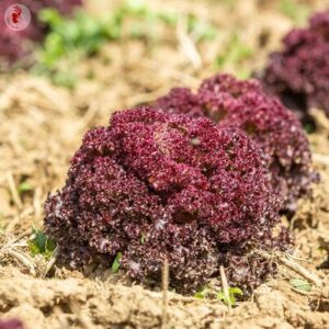 Schnittsalat Lollo Rossa Samen 1g