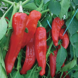 Italian Red Marconi Paprika 25 Samen
