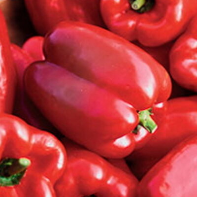 Ruby King Paprika 25 Samen