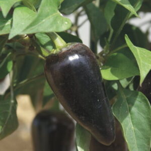 Purple Jalapeño – Scharfer Paprika (mittelfrüh) 25 Samen