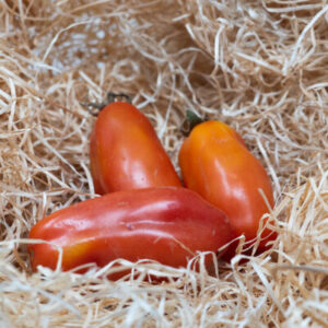 San Marzano Tomaten 35 Samen