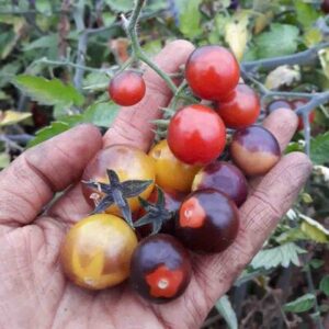 Blue Berries Cherry Tomaten 35 Samen