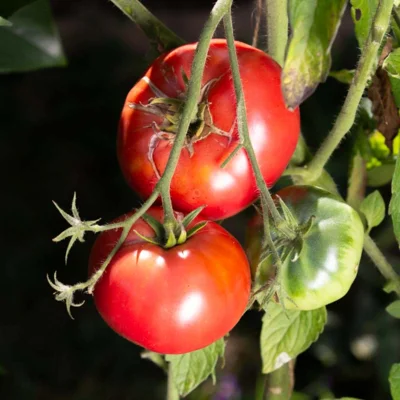 Livingston’s Beauty Tomaten 35 Samen