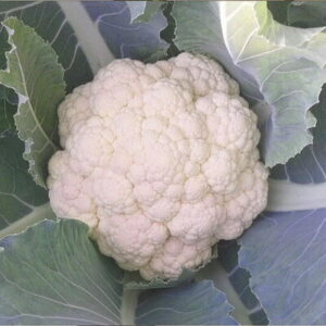 Neckarperle Blumenkohlsamen 200 Samen