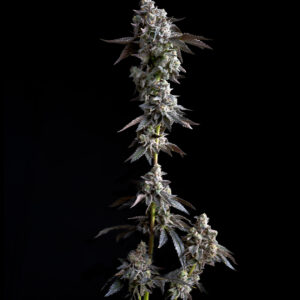 Zecret Flavorz - CANDY FUELPUMP