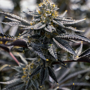 Zecret Flavorz - DUNKINGZ (REGULAR)