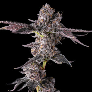 Zecret Flavorz - EXOTIC RAINBOW