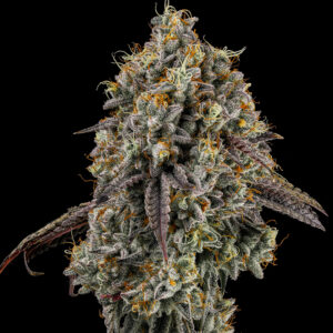 Zecret Flavorz - ORANGE LEMONADE-Z