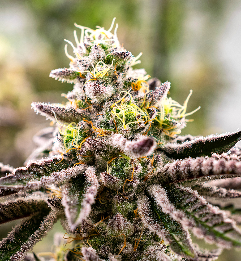 Zecret Flavorz - RAINBOW CANDY – Bild 4