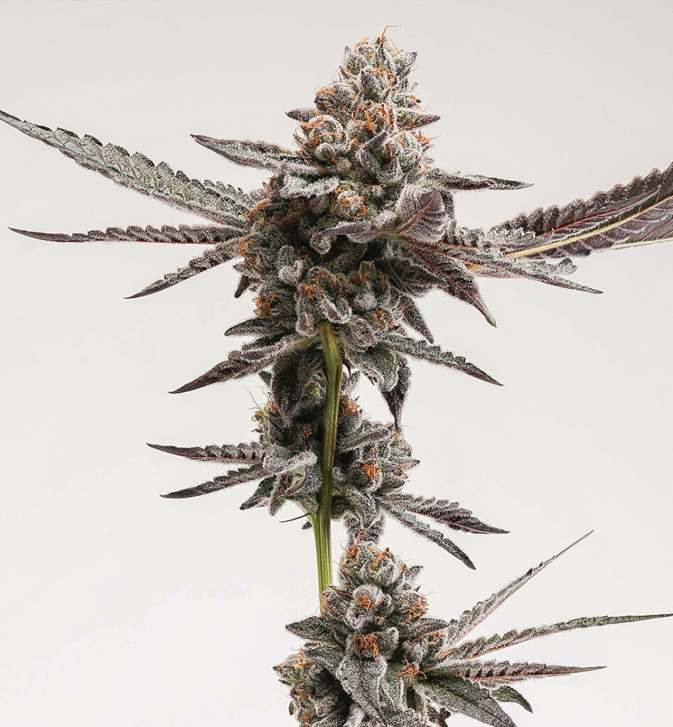 Zecret Flavorz - RAINBOW CANDY – Bild 2