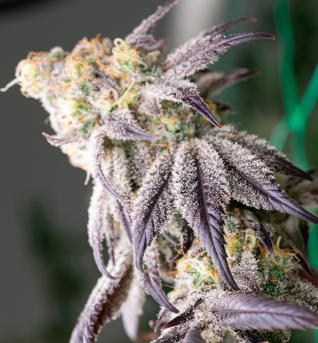 Zecret Flavorz - RAINBOW CANDY