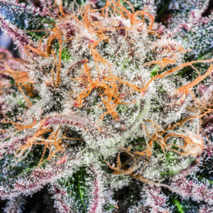 Zecret Flavorz - RAINBOW CHEATZ