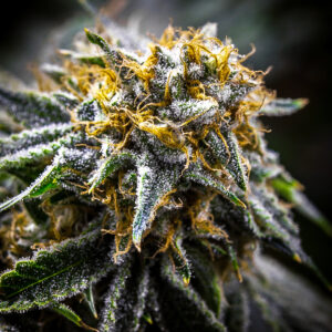 Zecret Flavorz - SOUR-Z & CANDIES