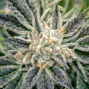 Zecret Flavorz - ZECRET SOURZ