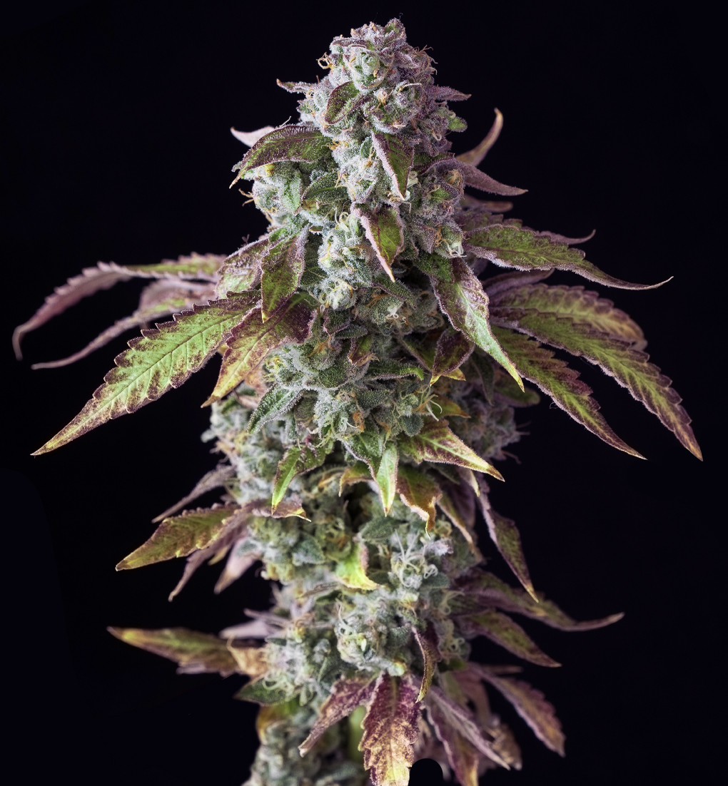 Zecret Flavorz - ZYANCALIZ