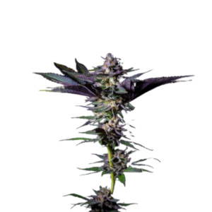 Grateful Seeds - Rotten Rainbow 3 Samen (Feminized)