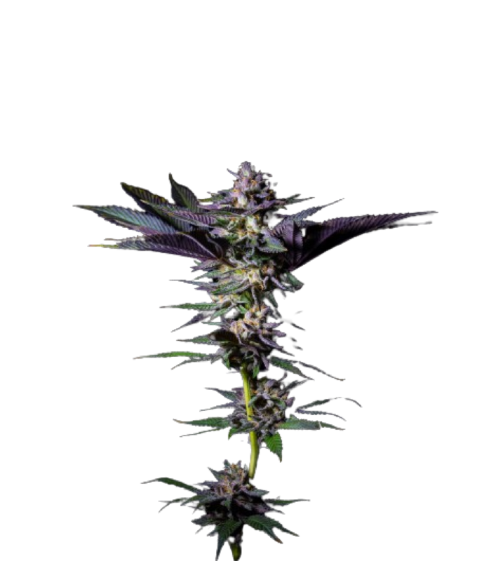 Grateful Seeds - Rotten Rainbow 3 Samen (Feminized)